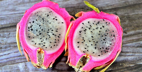 Se preparan productores de pitahaya para exportar