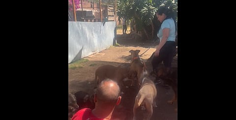 Morelia: refugio La Casa que Maúlla responde a acusaciones y muestra sus pruebas