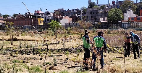 Supervisan rehabilitación de bosque "Morelos" en el norte de Morelia