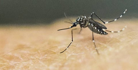 Limpieza de patios y jardines ayuda a prevenir el dengue en casa: SSM