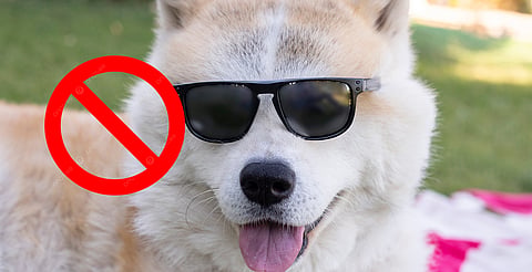 Sigue estas recomendaciones para cuidar a tus mascotas durante el eclipse