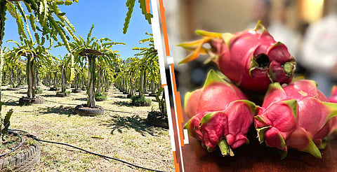 fruta pitahaya