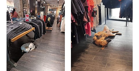 CCP deja entrar a perritos a sus tiendas para que se cuiden del calor