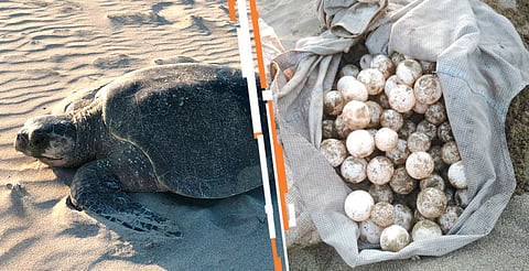 Separa Protección Civil a 2 elementos relacionados con robo de huevos de tortuga