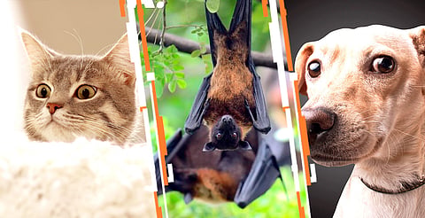 animales