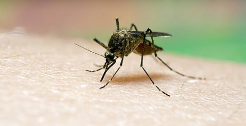 Morelia, libre de dengue: IMUSA