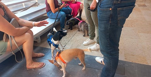 Adogpción hizo feria para encontrarle hogar a lomitos en Morelia