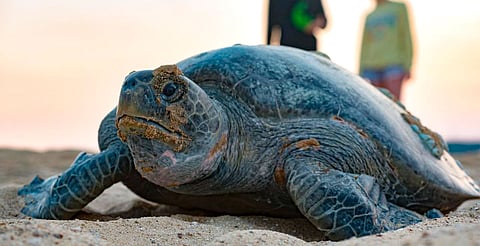 Día Internacional de la Tortuga: estas son las 3 especies que llegan a Michoacán