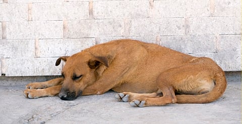 Turquía plantea sacrificar perritos callejeros si no son adoptados