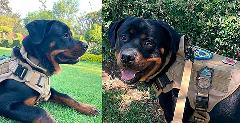 Morelia: bomberos buscan a su cachorro Reno, lleva días desaparecido