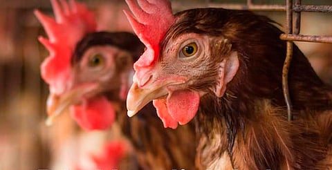 SSM previene enfermedades transmitidas por animales