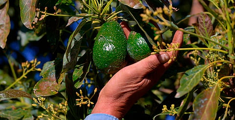 Michoacán produce el 75 % del aguacate mexicano: Sader