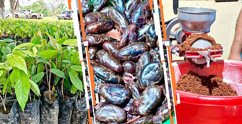 Michoacán tiene las condiciones idóneas para la producción de cacao: Sader