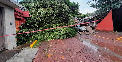 Lluvia en Morelia dejó 4 árboles caídos y dos vehículos dañados