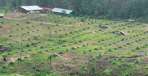 Aseguran predio por plantación ilegal de aguacate en Michoacán