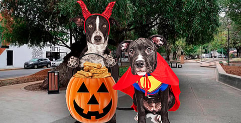 ¡Halloween perrón en Morelia! Habrá caminata terrorífica de peludos disfrazados