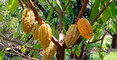 Michoacán, en condiciones para convertirse en productor de cacao