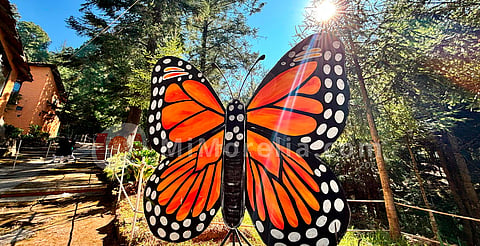 Migración de la Mariposa monarca viene con retraso, pero ya va llegando: Sectur
