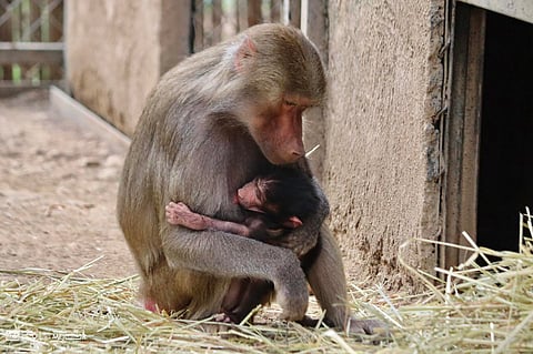 Este es el nuevo bebé del zoológico de Morelia
