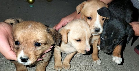 Aumenta 50% abandono de perros y gatos tras las fiestas: un regalo que termina en la calle: Rescatistas Independientes