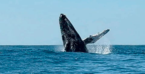 Ballenas cautivan durante su paso por las playas michoacanas