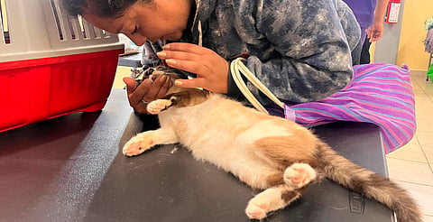 También con esterilizaciones habrá boletos para ver a Chayanne en Morelia