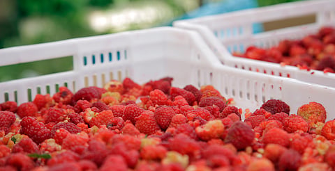 Detectan problemáticas de cambio de uso de suelo en Morelia para cultivos de aguacate y berries