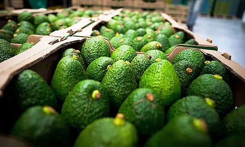 Super Bowl y sostenibilidad: aguacate michoacano da ejemplo ambiental, resalta Sader