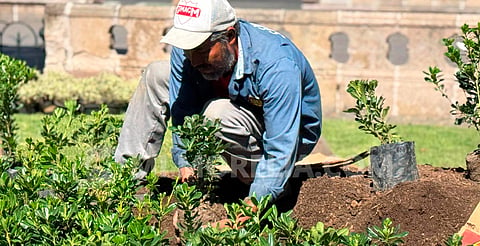 Inicia reforestación de plazas y bulevares en Morelia con especies de temporada