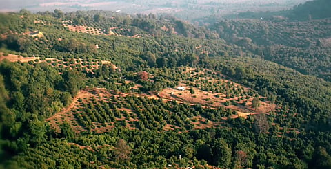 Michoacán refuerza certificación del aguacate para exportación sin deforestar