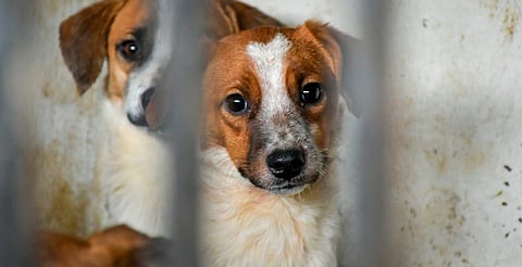 Estiman al menos 110 mil perritos en situación de calle en Morelia