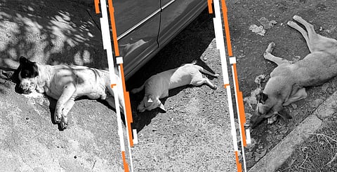 Reportan nuevos casos de envenenamiento animal en Arko San Antonio