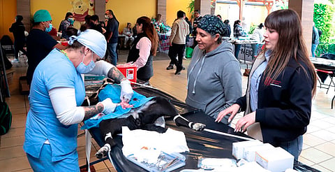 SSM realiza 500 esterilizaciones gracias a Jalo por los Michis y Lomitos