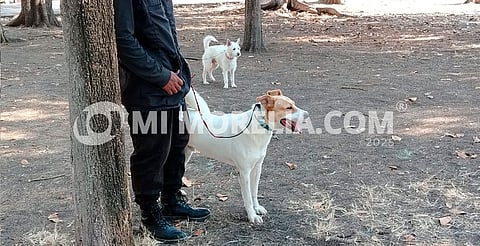 Ghapad retoma los paseos dominicales "Paseandog"