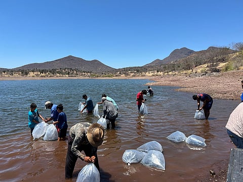Compesca siembra 30 mil crías de tilapia en Tierra Caliente