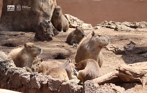 A partir del 16 de abril podrás convivir con los capibaras del zoológico de Morelia