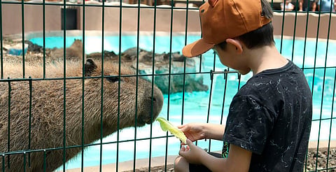 Experiencia con capibaras puede suspenderse o cambiar sin previo aviso, informa Zoo de Morelia