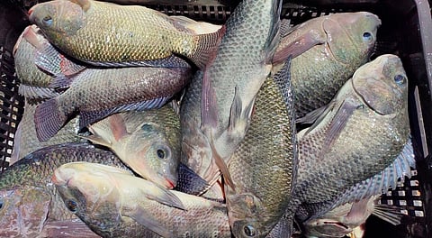 En Michoacán, 145 toneladas de pescados y mariscos vendidos en Cuaresma: Compesca