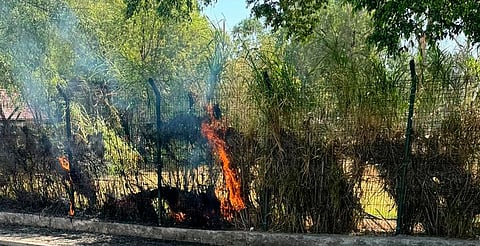 Zoológico de Morelia asegura que ejemplares no sufrieron daños tras pequeño incendio