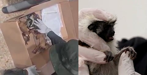 Intentaban sacar monos bebés ocultos en sus partes íntimas; dos murieron por maltrato