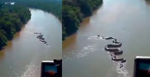 ¿Real o creada con IA? Captan anaconda gigante en el Amazonas