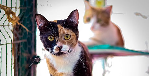 ¡Adopta un michi! Este domingo jornada felina y vacunación en Morelia
