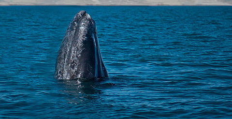 ONG demandan a Trump por poner en riesgo a ballenas y tortugas del Golfo de México