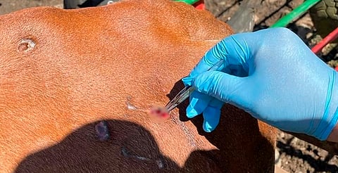 Confirman cinco casos de miasis en humanos por gusano barrenador en Chiapas