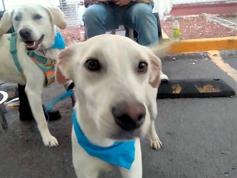 GHAPAD invita a feria de adopción y venta benéfica para 40 peludos en Morelia