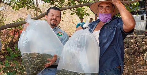 Michoacán fortalece sector pesquero con entrega de 110 mil crías de tilapia