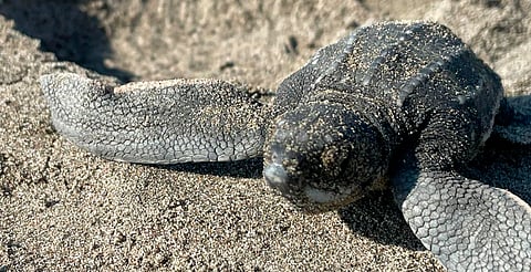 Estiman que 5 millones de tortugas marinas nacieron en playas de Michoacán esta temporada