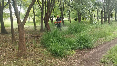 Trabaja Gobierno de Morelia en limpieza y mantenimiento de Arboretum