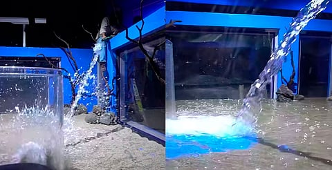 Cada vez más cerca, comienza traslado de especies a pecera tridimensional del zoo de Morelia