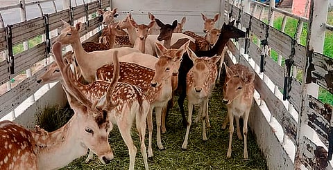 Venados de Arteaga continúan con su recuperación, comparte director del Zoológico de Morelia